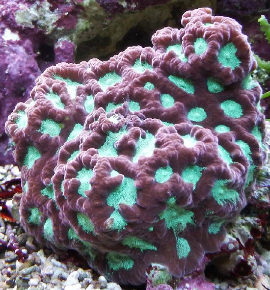  Favites pentagona   (Pineapple Coral, Larger Star Coral)